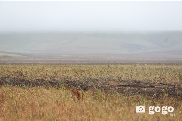 Total cultivation area decreased by 60 thousand hectares from last year