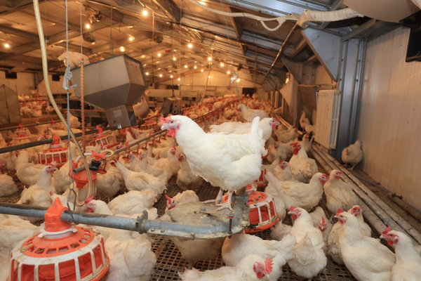 Demand for poultry to be fully met domestically